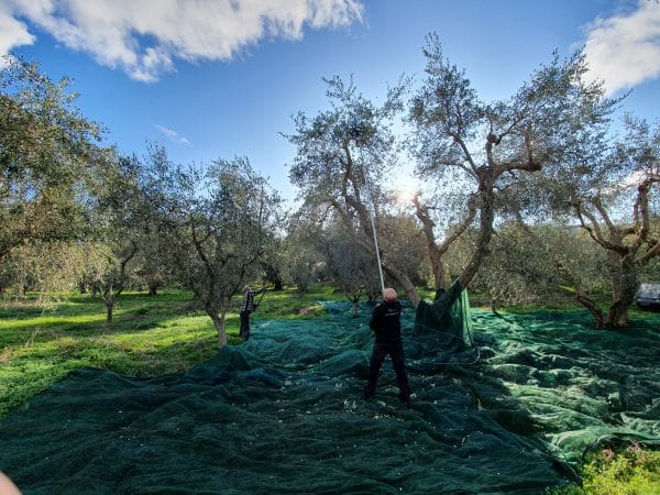 Die Olivenernte 2019 bei Leonardo Conforte in Apulien